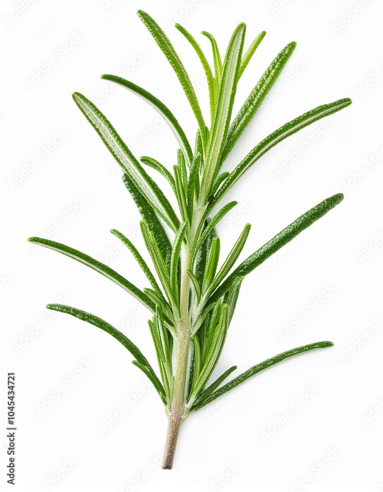 Fototapeta premium ローズマリー（rosemary） 