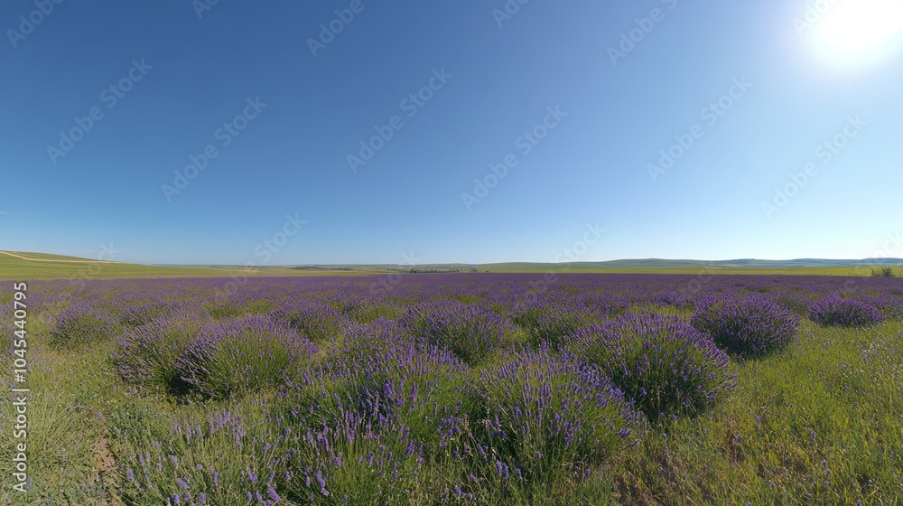 Obraz premium A vast field of blooming lavender under a clear blue sky.