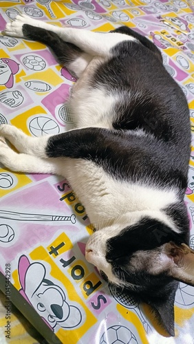 Cats are popular pets that are kept as playmates. Their cuddly nature photo