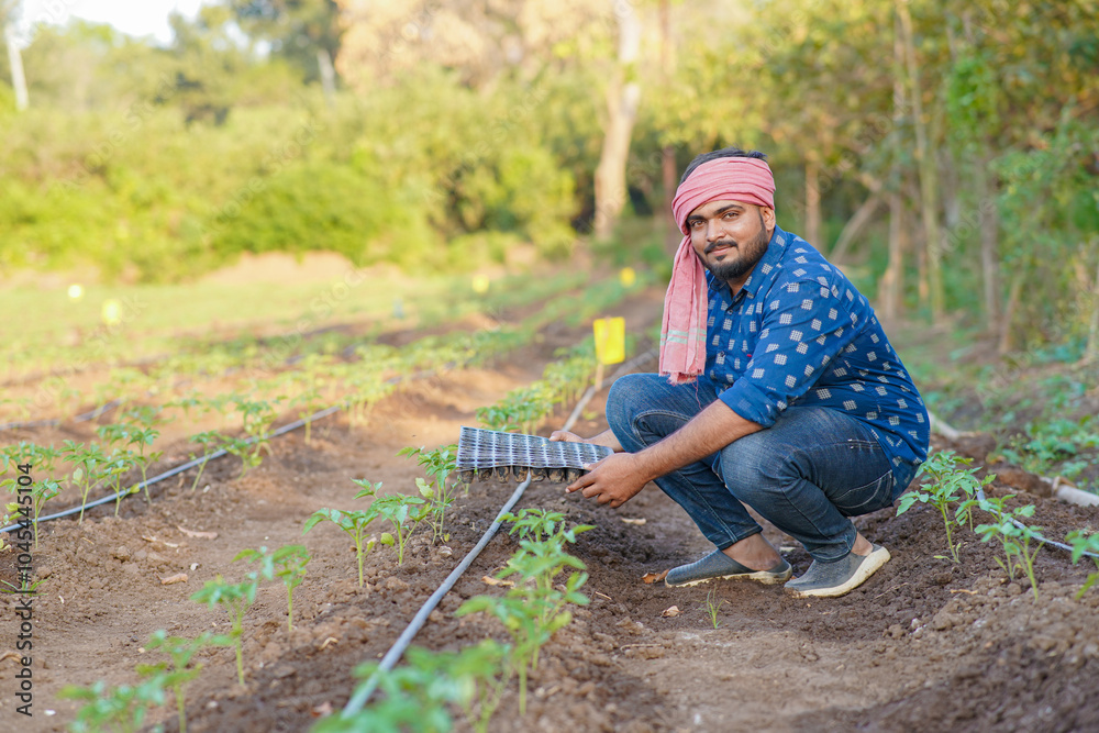 Fototapeta premium Indian Tomato farming in outdoor