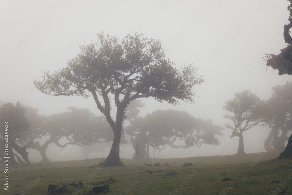 Misty Forest with Silhouetted Trees Misty Forest with Silhouetted Trees