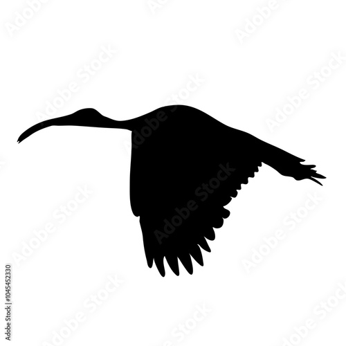 African sacred ibis silhouette photo