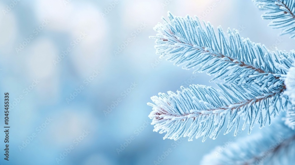 Close up of blue spruce tree Close up of blue spruce tree