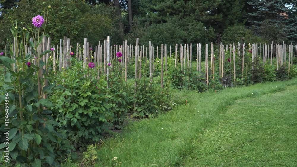 The flower beds in the National Botanic Garden in Salaspils, Latvia, are brimming with potential. The dahlias, still in bud, promise a spectacular show of color in the days to come. The flower beds in the National Botanic Garden in Salaspils, Latvia, are brimming with potential. The dahlias, still in bud, promise a spectacular show of color in the days to come.