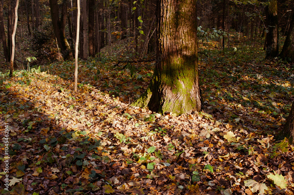 Landscape with fallen leaves in autumn forest Landscape with fallen leaves in autumn forest