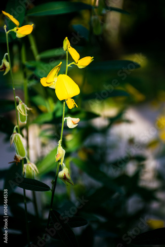 Crotalaria juncea (Sunn Hemp) or Poh Tueng in Thai language photo