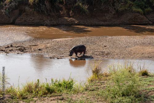 Nairobi, Kenya - Sept 26 2024: A Hippo Standing Near the Water in Its Natural Habitat