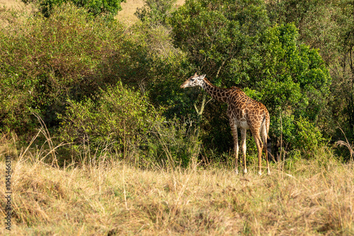 Nairobi, Kenya - Sept 26 2024:Giraffe Grazing on Bushes in the Open Wild of the African Savanna