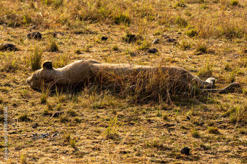 Nairobi, Kenya - Sept 26 2024: Tranquil Scene of Lioness Sleeping in Masai Mara National Park