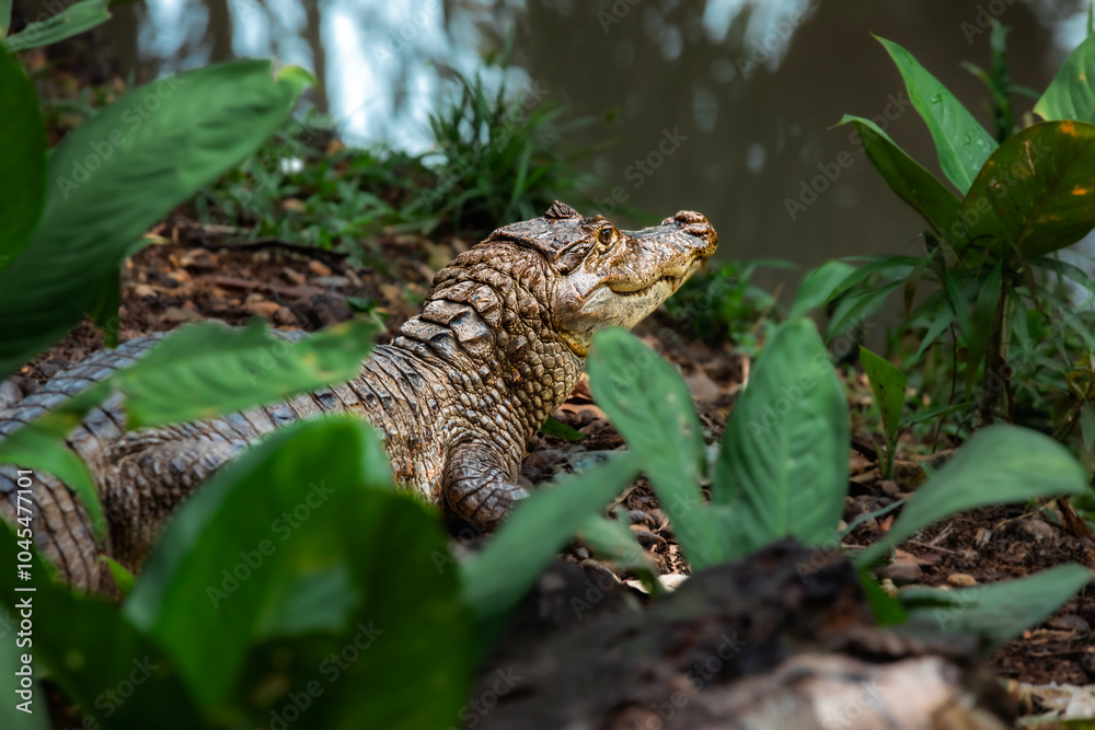 Naklejka premium animal in the forest
