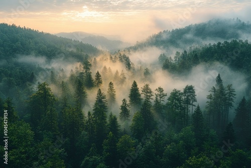 Misty Forest at Sunrise with Sunlight Filtering Through the Trees