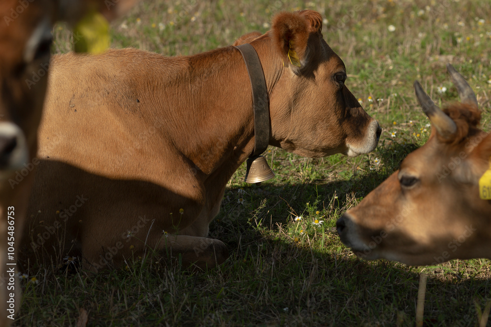 A large herd of cows is peacefully grazing in a lush, green, grassy field under the bright sun, enjoying their natural surroundings A large herd of cows is peacefully grazing in a lush, green, grassy field under the bright sun, enjoying their natural surroundings