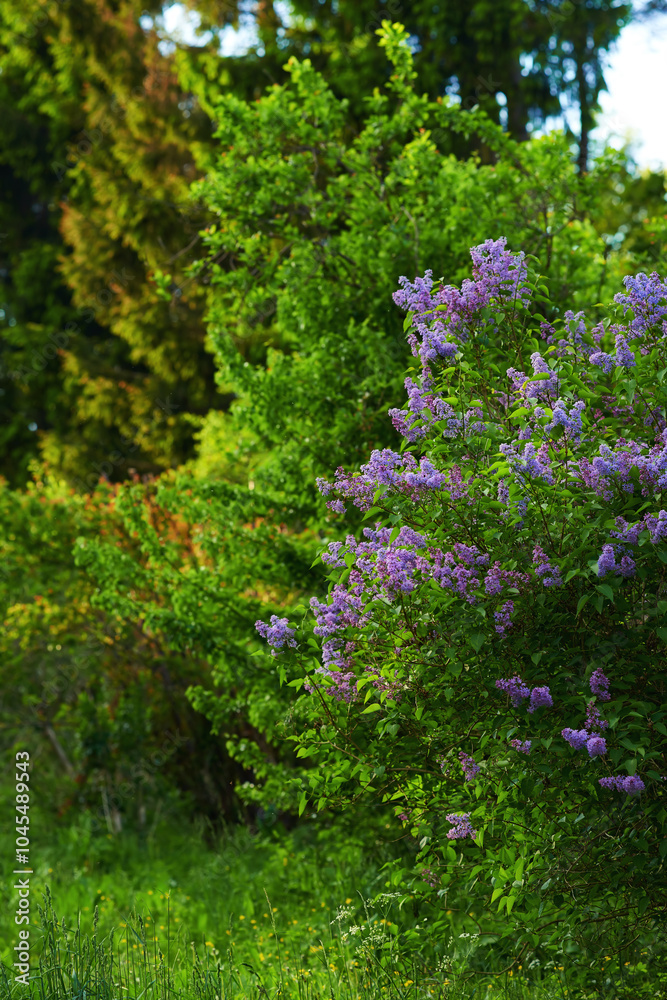 Nature, bush and flowers outdoor in garden for botany, floriculture and colorful blossom. Growth, season and purple syringa vulgaris petals, floral plants and leaves for field landscape in spring.