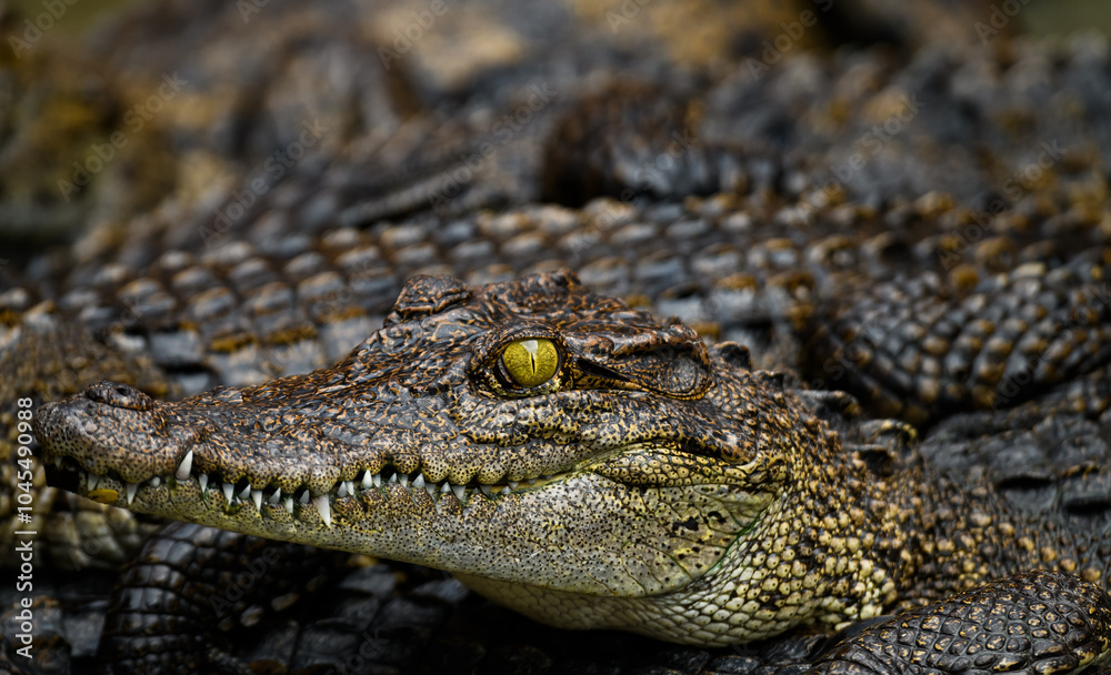 Fototapeta premium Saltwater Crocodile