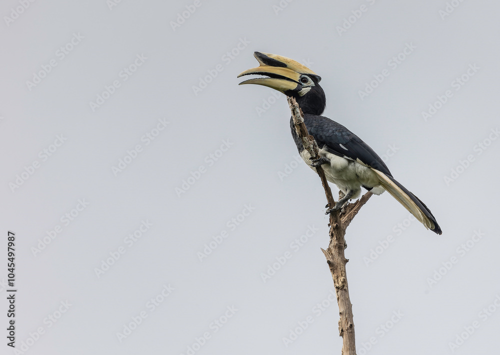 Fototapeta premium yellow billed hornbill in the brand with cloudy background