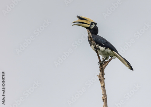 yellow billed hornbill in the brand with cloudy background photo