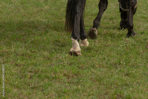 A majestic black horse can be seen walking gracefully through a lush, green grassy field, enjoying the beauty of nature all around it