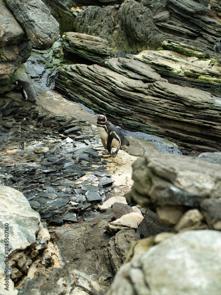 Penguin on rocky terrain with stone formations. Penguin on rocky terrain with stone formations.
