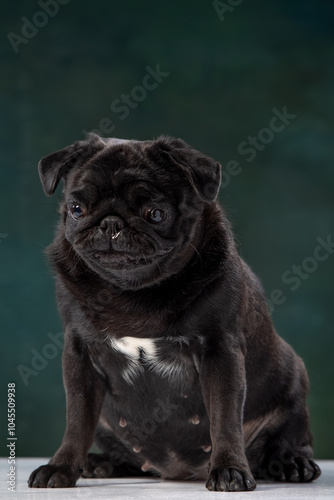 black pug on a uniform background