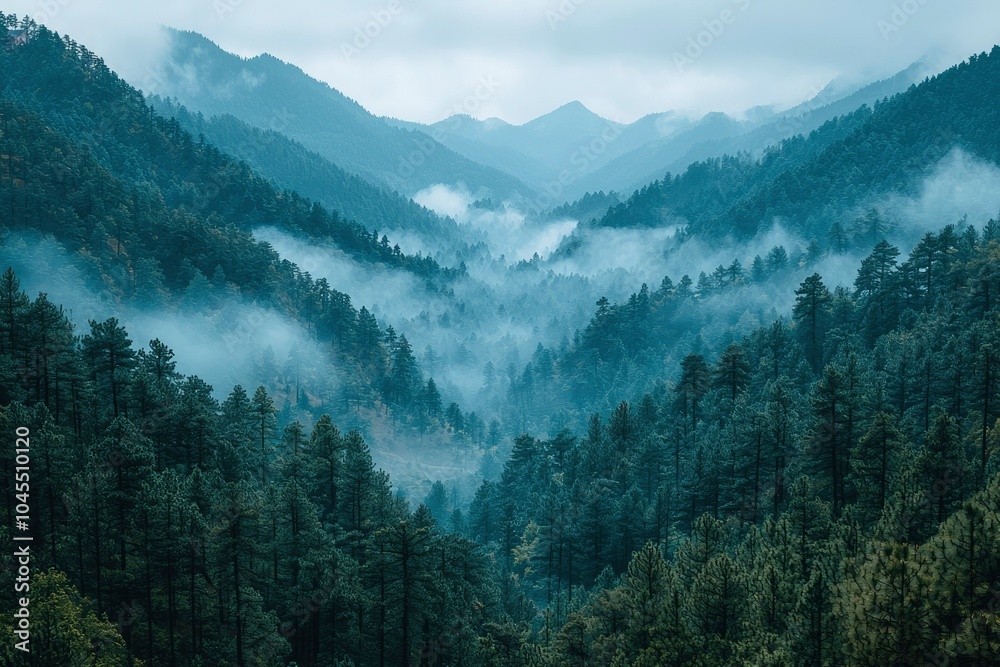 Fototapeta premium A Misty Mountain Forest Landscape with Overlapping Layers of Evergreen Trees
