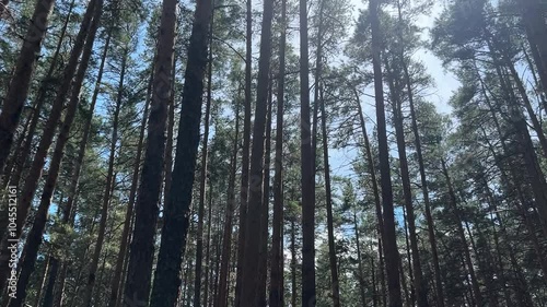 forest in the sunny morning