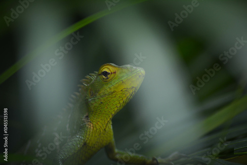 The lizard has a bright green dorsal coloration, usually with 5 or 6 white, cream or dark green transverse stripes; however these are changeable. 