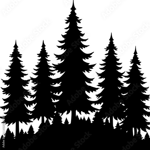 Group of fir trees silhouette forming a forest