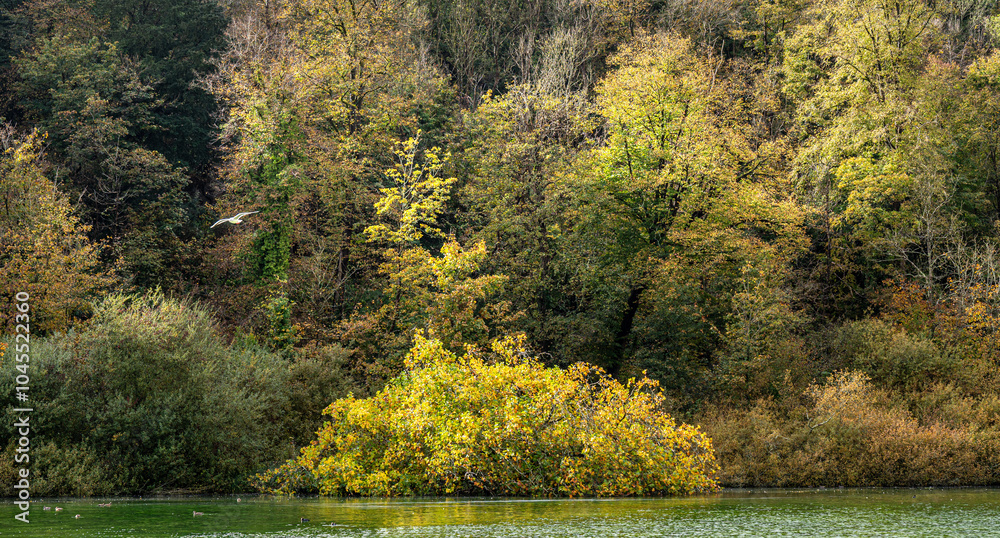 Swanbourne Lake, West Sussex with beautiful autumn colours in the surrounding woodland. Swanbourne Lake, West Sussex with beautiful autumn colours in the surrounding woodland.
