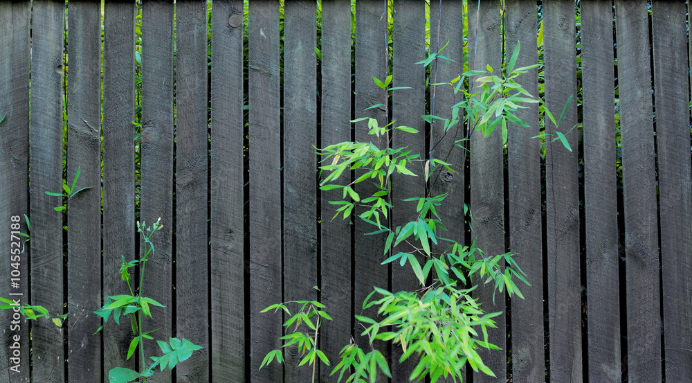 Wooden fence, nature and plants with leaf for growth, sustainability and environment in springtime. Outdoor, landscape and greenery with natural leaves for botany, textures pattern and eco friendly Wooden fence, nature and plants with leaf for growth, sustainability and environment in springtime. Outdoor, landscape and greenery with natural leaves for botany, textures pattern and eco friendly