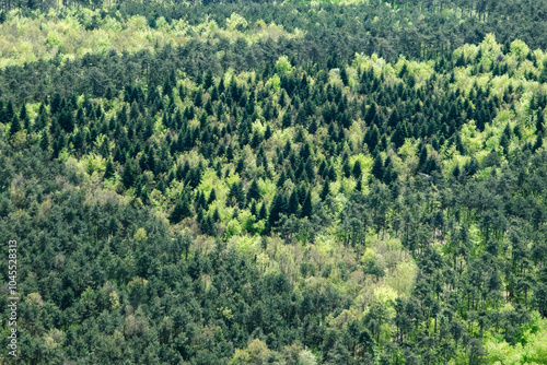 vue aérienne de forêts de sapins en France