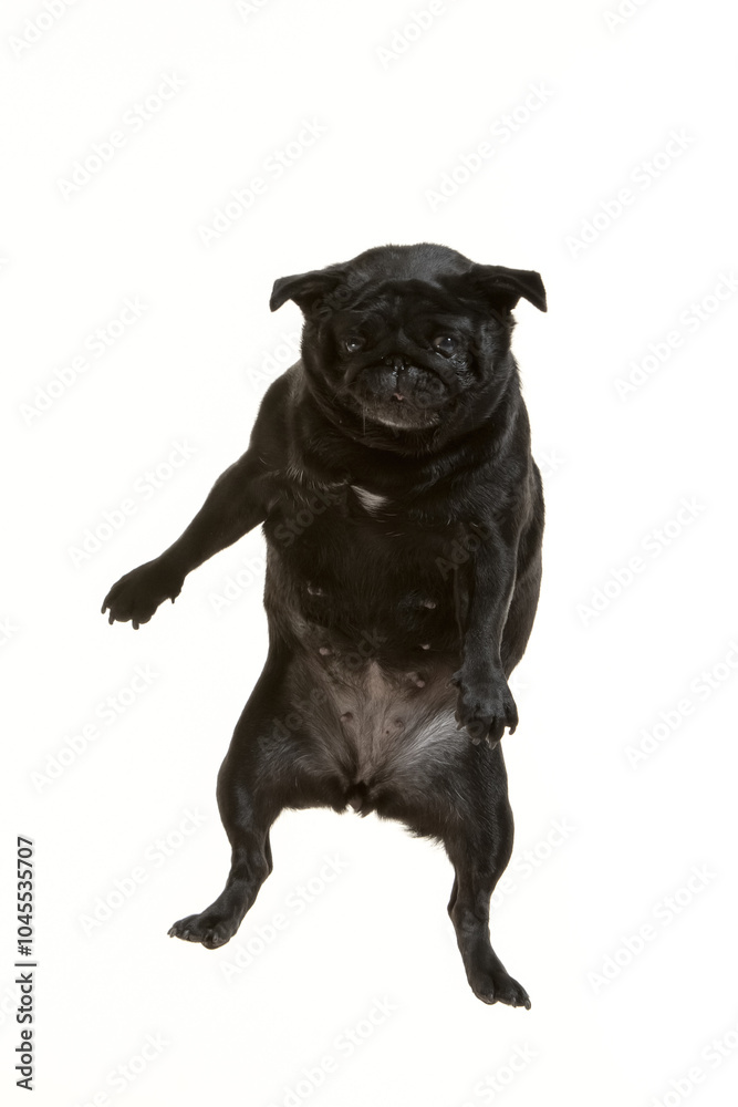 Obraz premium black pug flying on white background