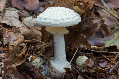 White mushroom, the False death cap, growing between fallen leaves photo