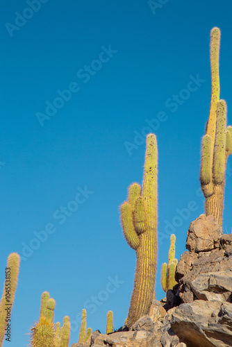 Valle de cactus en el desierto de atacama 