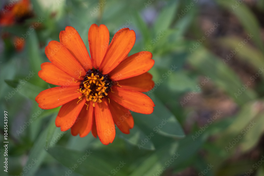 Calendula/Marigold : Flower collection 2024 Calendula/Marigold : Flower collection 2024