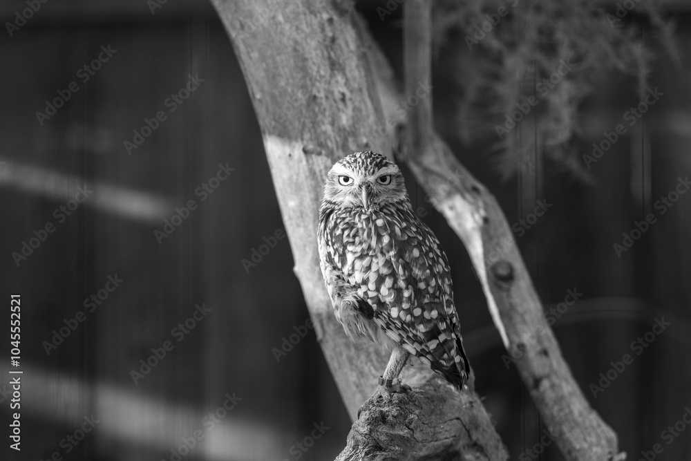 Wild Little Owl Observing its Surroundings Wild Little Owl Observing its Surroundings