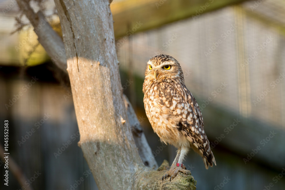 Wild Little Owl Observing its Surroundings Wild Little Owl Observing its Surroundings