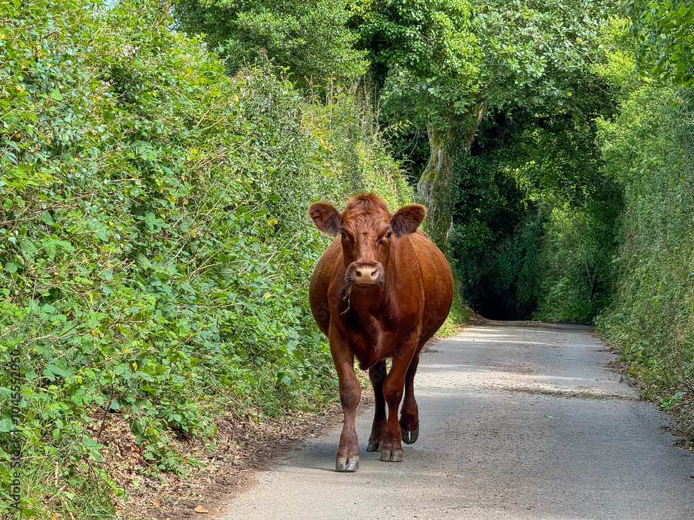 A brown cow on the loose in the lane near Cloutsham Farm in Exmoor National Park, Somerset, England UK