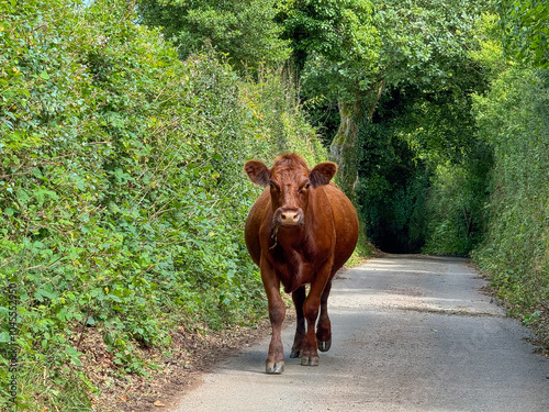 Obraz na płótnie A brown cow on the loose in the lane near Cloutsham Farm in Exmoor National Park, Somerset, England UK w salonie
