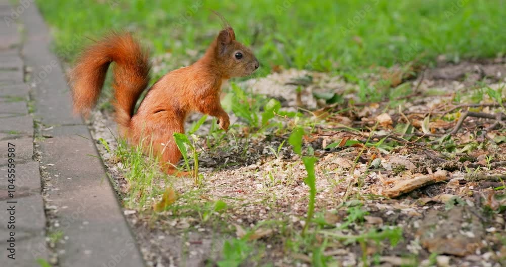 A red European squirrel hides a nut in the ground. Wildlife rodent animals in city park A red European squirrel hides a nut in the ground. Wildlife rodent animals in city park
