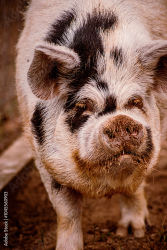 Portrait of a pig