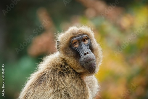 Close-up of a gelada monkey with soft fur and expressive eyes in a natural setting