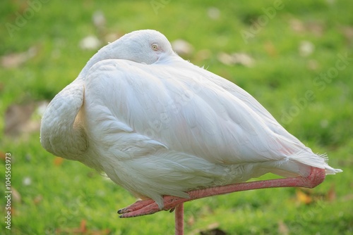 Serene flamingo resting on one leg in a lush green field photo