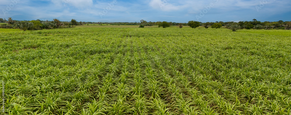 Sugar Cane farm. Sugar cane fields view from the sky. Drone photo of cane sugar. Sugarcane field in blue sky and white cloud. Aerial view or top view of Sugarcane or agriculture. Sugar Cane farm. Sugar cane fields view from the sky. Drone photo of cane sugar. Sugarcane field in blue sky and white cloud. Aerial view or top view of Sugarcane or agriculture.