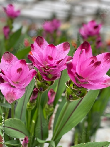 curcuma