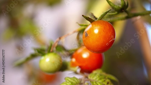 Wallpaper Mural Young cherry Tomato plant on the vine  Torontodigital.ca