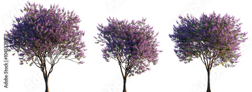 Jacaranda mimosifolia (blue jacaranda, black poui, Nupur or fern tree) trees frontal isolated png on a transparent background cutout sunset lighting photo