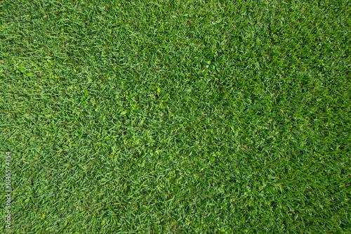 Obraz na płótnie Wet green grass background