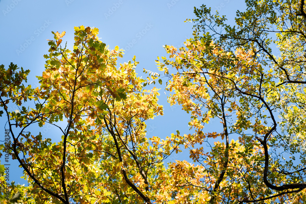 Autumn leaves on trees in beautiful colors.
Autumn leaves on trees in beautiful colors.
