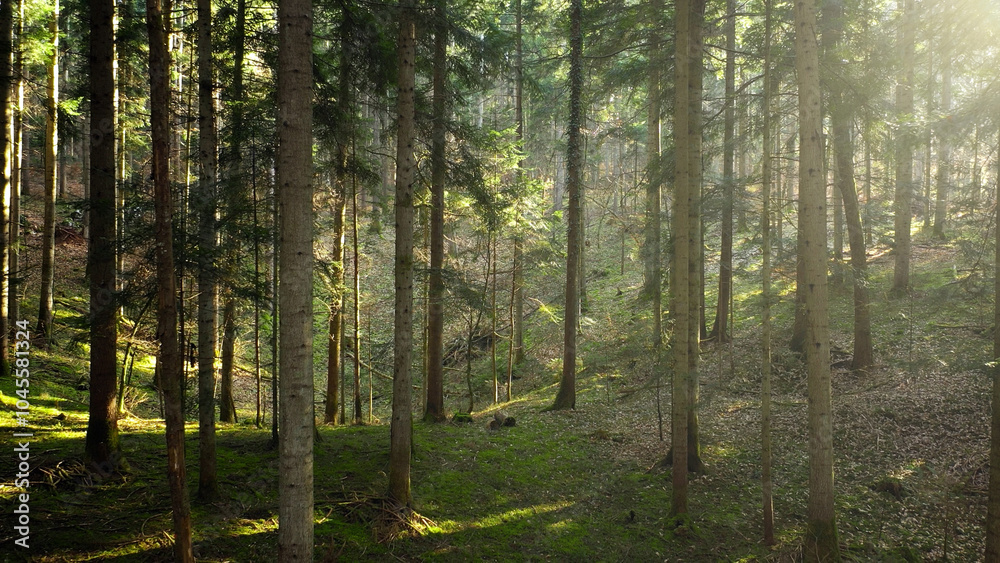 Sunny summer season forest landscape. Drone shot.	
