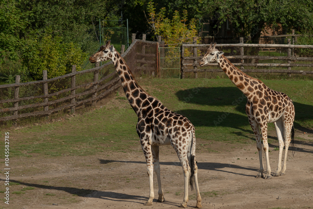 In a zoo enclosure, there are two tall giraffes that are standing closely next to each other, observing their surroundings with curious eyes In a zoo enclosure, there are two tall giraffes that are standing closely next to each other, observing their surroundings with curious eyes
